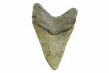 Fossil Megalodon Tooth - North Carolina #354528-1